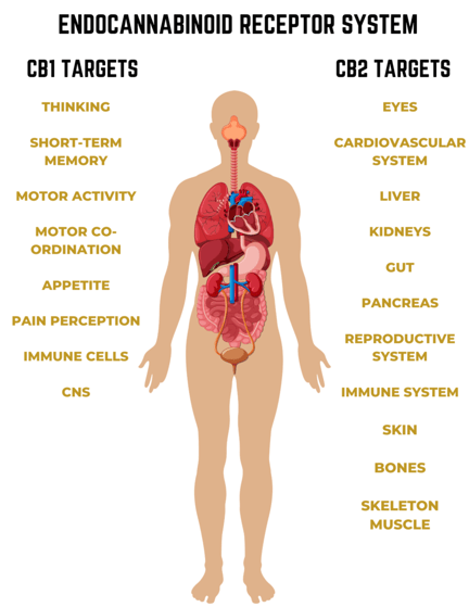 Endo-cannabinoid Receptor System