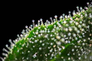 Trichomes